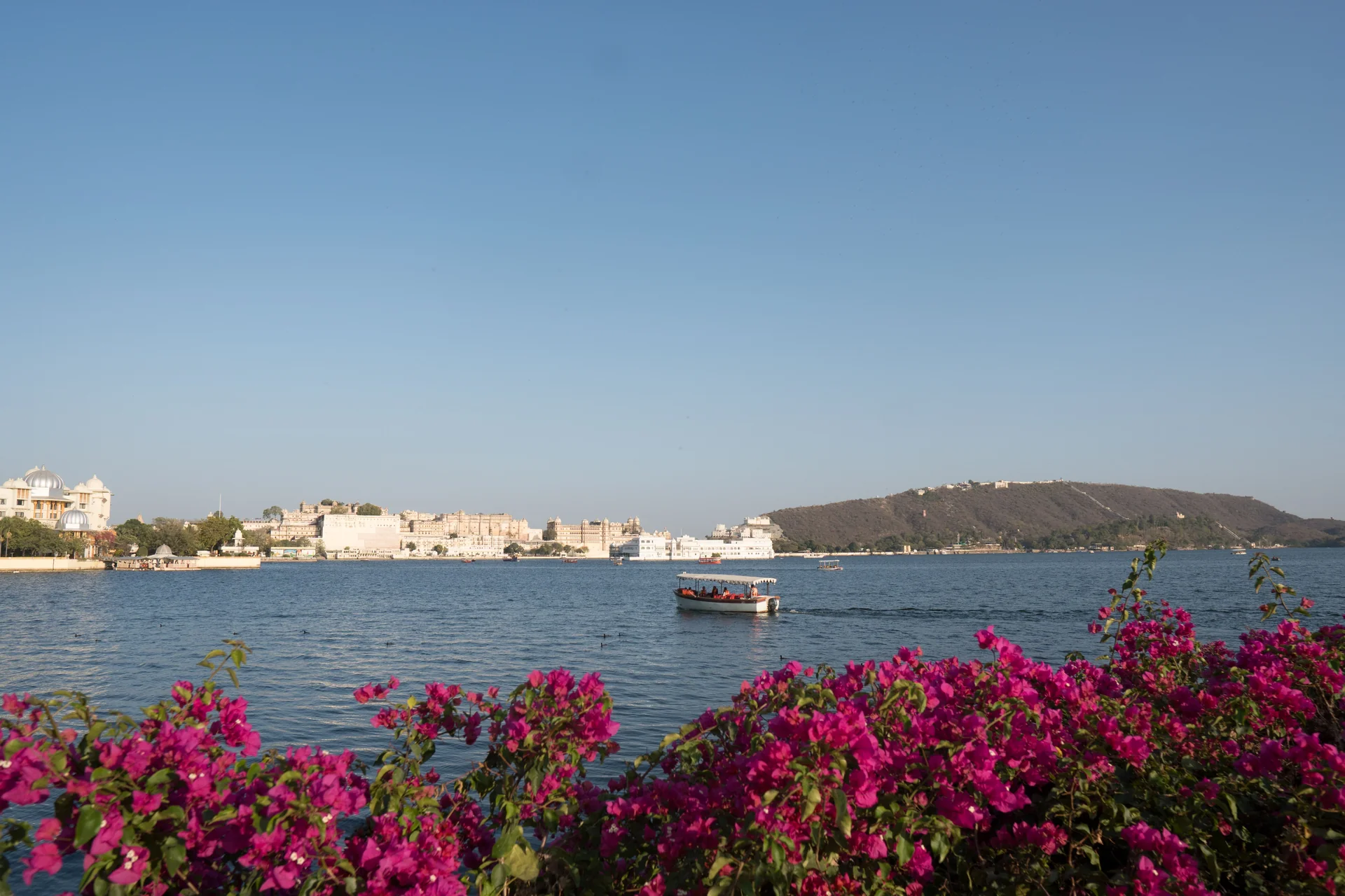 Boat on Lake Pichola with pink bougainvillea in the foreground and old city buildings across the water